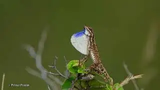 Fan-throated Lizard | Sitana | FTL | Coimbatore Wildlife #ftl #sitana #fanthroatedlizard #wildlife