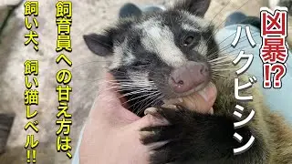 凶暴とされるハクビシンも飼育員への甘え方は飼い犬、飼い猫レベルにデレデレです♫