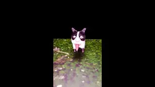 When Humans See Wild Animals Acting Like Pets!#shorts #WildAnimals #FunnyReactions #viral #PetHumor