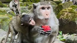 Mama Please Give Me Some fruit, Adorable Little Monkey request fruit mommy, #natural #shorts