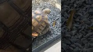Turtles reproducing