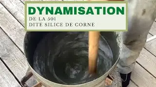 Dynamisation de la silice de corne 501