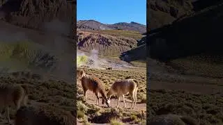 Relax Like No One&rsquo;s Watching 😴✨ | Wholesome Animal Chill &ndash; SyntrackAI