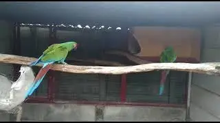 Military Macaws breeding pair #macow