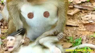 NO MILK HUNGRY MONKEY DITO & HURTING | NEWS BABY MONKEY