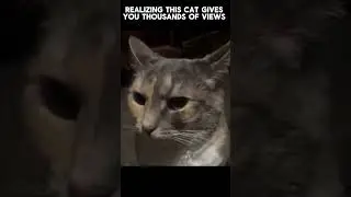no way😲 #maksright #shortvideo #shorts #whatsapp #cat #fypシ゚viral #fyp