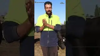 How to increase cows milk #dairyfarm #kittakhetibadi #dairyfarmaustralia