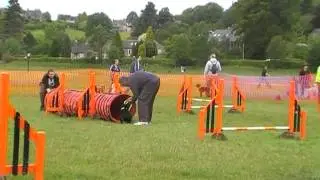 Scottie dog agility