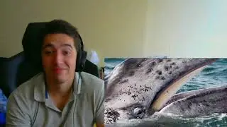 Are Dolphins OP  The Whale Tier List By TierZoo Reaction