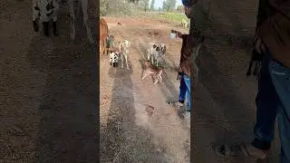 #Dasi culture village beauty and only Relaxing life or beautiful animal#🫀🌴
