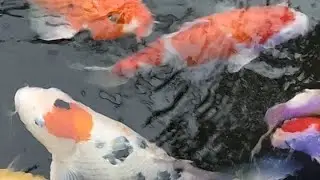 rileksasi dulu di kolam koi