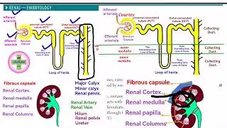 Kidney embryology ? Kidney embrylogy Usmle Step 1 ? Pronephros? Mesonephros? Metanephros? Week4?(L1)