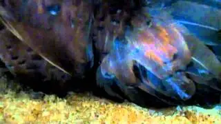 Russian Orloff hen lays her first egg
