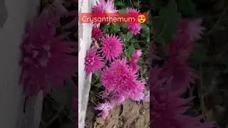 Crysanthemums