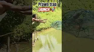 Prawn Trap Launch! Silu & Team Ready for the Final Throw 🎣💥🦐