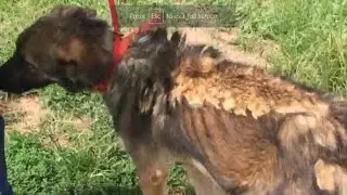 Chained German Shepherds Transform After Rescue... you won't believe the change!