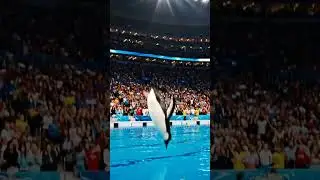 Lontra esegue salto mortale sincronizzato, piscina olimpica, pubblico in delirio.