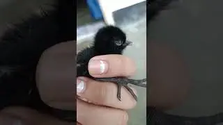 white breasted water hen chick#beautifulcreation #waterhenchick#youtubeshorts