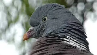 Wood Pigeon - Columba palumbus - Hringd&uacute;fa - D&uacute;fur - Fuglar - Fuglal&iacute;f