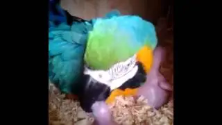 macaw parrot feeding chicks