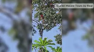 Protected Area Planned to Safeguard Red Bank Macaws