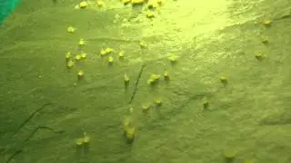 Angel fish fry wigglers. 60 hours after spawn.
