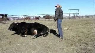 The Bull Whisperer ~ Wilfong Bucking Bulls Heat Wave Gets Physical Therapy Training