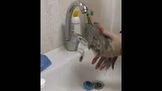 First bath for street kitten   help in our life #022