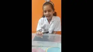 Why do Apples Float on Water? Sink and Floating Science Experiment Series | Educational Videos