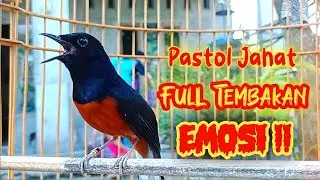 PANCINGAN MURAI BATU GACOR FULL MATERI MENAIKKAN EMOSI MURAI APAPUN, AMPUH MURAI APAPUN JADI ON PLAY