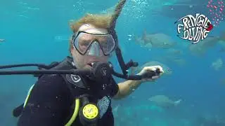 The Long Caye Aquarium - Caye Caulker - Belize