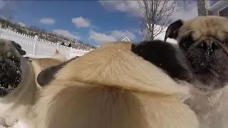 Pug Cam - GoPro Session