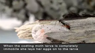 Mastrus ridens laying eggs on codling moth larva