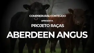 Conheça um pouco mais sobre a Raça bovina Aberdeen Angus