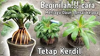 CARA MENJAGA DAUN BONSAI KELAPA AGAR TETAP KERDIL ATAU MINI DENGAN METODE PENYAYATAN RUTIN