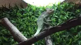 Hand feeding a juvenile veiled chameleon- fail.