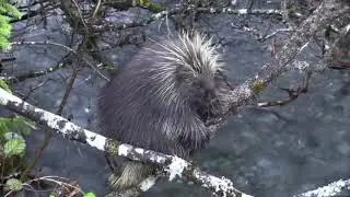 Porcupine Climbing tree