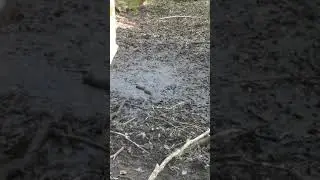 Live Feeding:Agkistrodon piscivorus (Cottonmouth) predating on live minnows in a dried up marsh, FL
