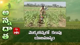 Weed management in maize | ETV