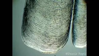 Fish scale