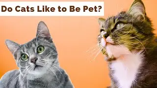 Do Cats Really Like to Be Pet? |  Facts Every Cat Owner Should Know!