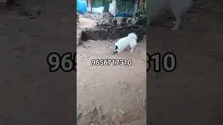 free adoption
