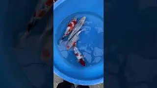 Maple koi. Breeder - Go San. Showa, Asagi & Tancho Goshiki. 40 - 42cm. &pound;375 - &pound;395 Each