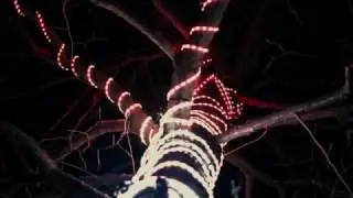 Glow Festival - Whispering Trees