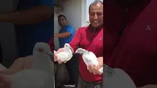 SUCH MAIN BILLU USTAD EK LEGEND PERSONALITY HAI LOVE YOU BIG BROTHER 🙏 #pigeon