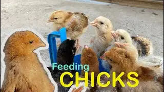 Feeding 15-Day-Old Chicks  🐥 🥰 #chicks #chicken 
