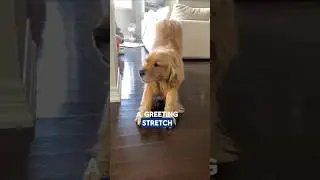 Reason why our Dog Stretch When They See us🐶