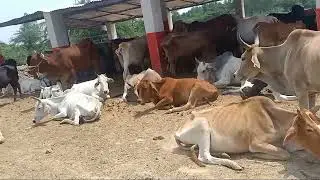 Video of a cow tied in a cowshed