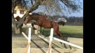 Max Anders 6 month 2019 (Magnus Romeo - Acobat -Chamisso)