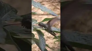 HUMMINGBIRD Splash! 💦 &iexcl;El Gran Chapuz&oacute;n del COLIBR&Iacute;! #short